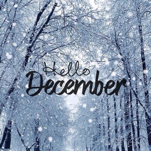 Month by Month Gardening Calendar - 12 December