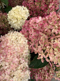 Information about Hydrangeas