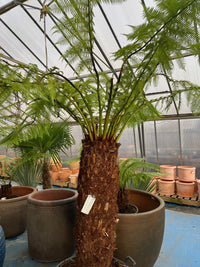 Caring for your Tree Fern.