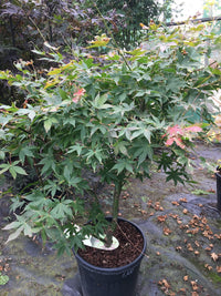 Information about Acer Plants