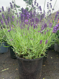 Information about Lavender