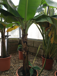 Information on Banana Trees