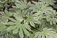 FEATURE PLANT OF THE WEEK - FATSIA JAPONICA 'SPIDERS WEB'