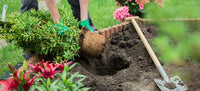 GARDENING HINTS AND TIPS