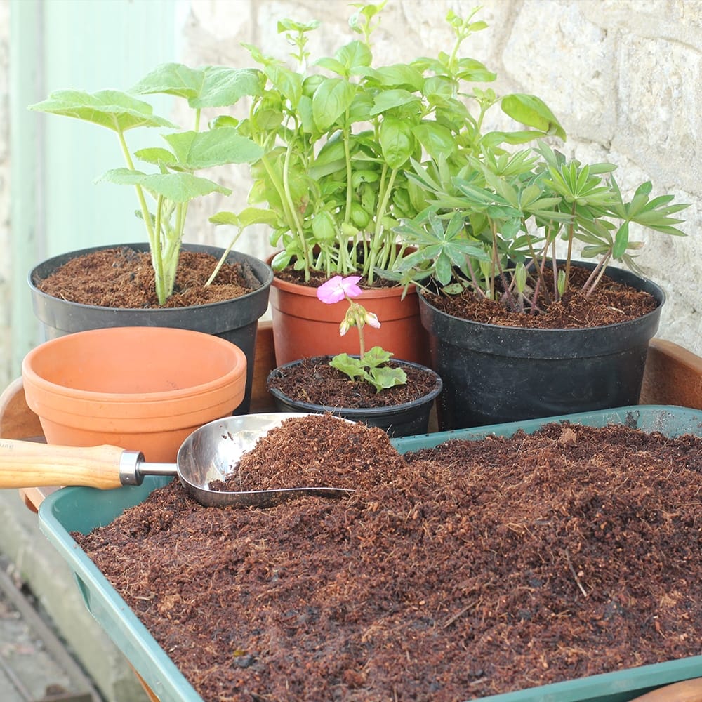 Benefits to using Recycled Coir Mulch - The Gardeners Paradise