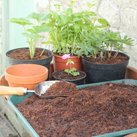 Benefits to using Recycled Coir Mulch