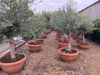 FEATURE TREE OF THE WEEK - OLIVE TREE
