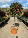 Camellia Japonica 1/2 Stem XXL C90
