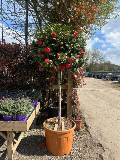 Camellia Japonica 1/2 Stem XXL C90