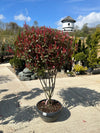 Photinia Fraseri ‘Robusta Compacta’ Multistem C55