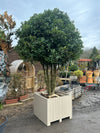 Osmanthus Aquifolium Mushroom Woodbox C375 300cm