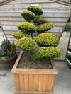 Ilex Crenata Golden Gem Bonsai Woodbox C375 190cm