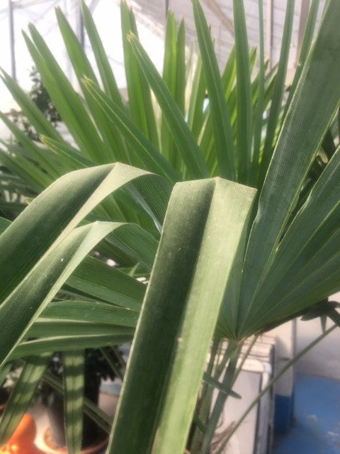 Palm (Trechycarpus) Number one nationwide delivery available