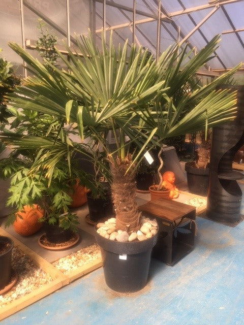 Palm (Trechycarpus) Number two nationwide delivery