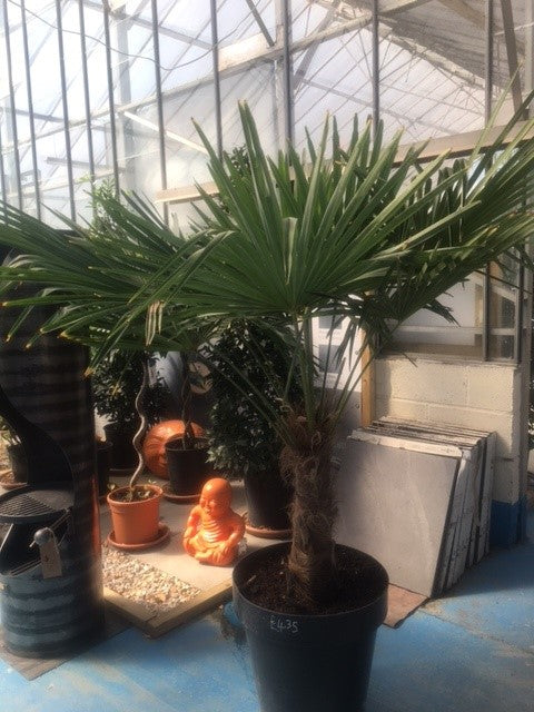Palm (Trechycarpus) Number one nationwide delivery available