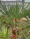 Trachycarus palm