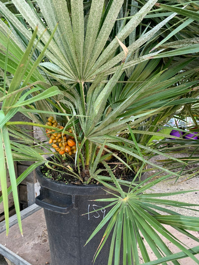 Chamaerops Humilis Palm