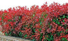 Carre rouge hedging