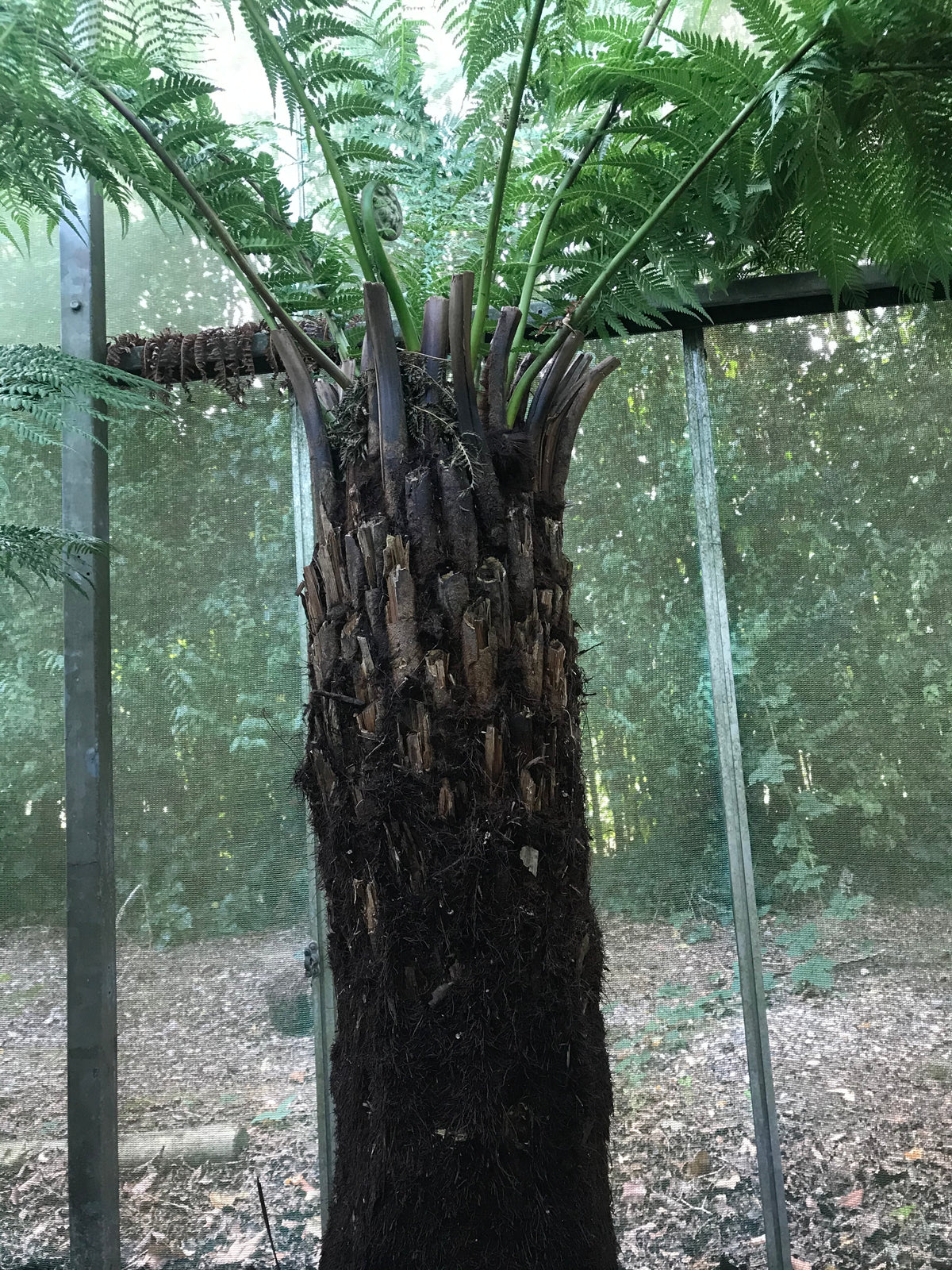 Australian Tree Fern