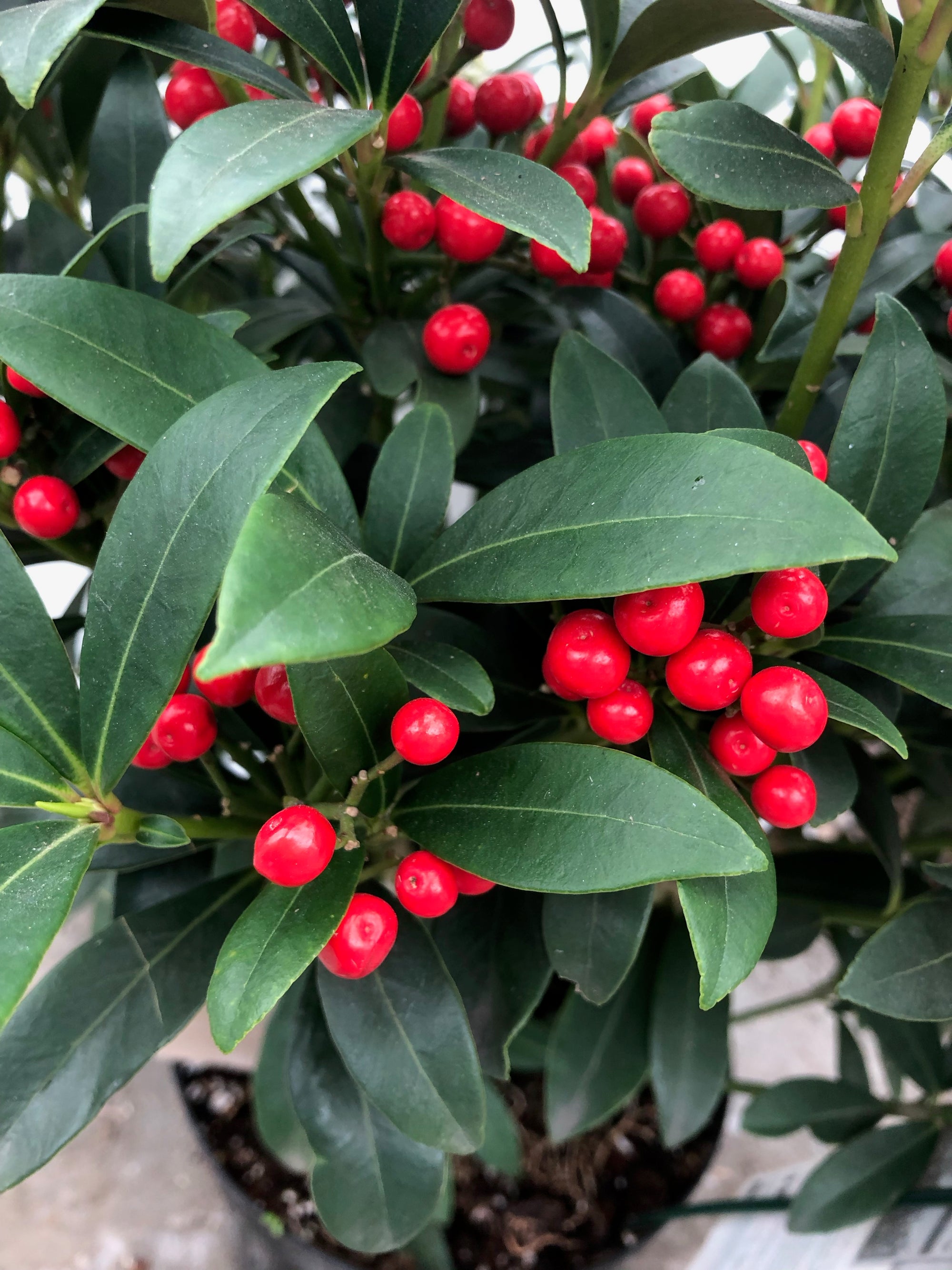 Skimmia Temptation - 