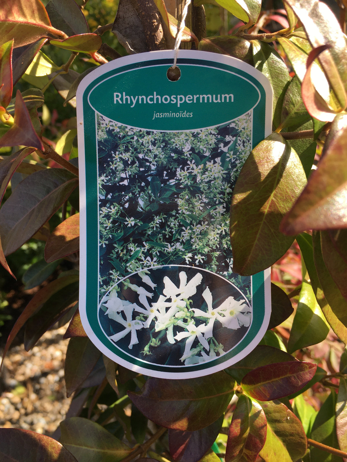 Jasmine Rhyncospermum