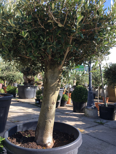 Stubby Olive Tree 30% off now £209