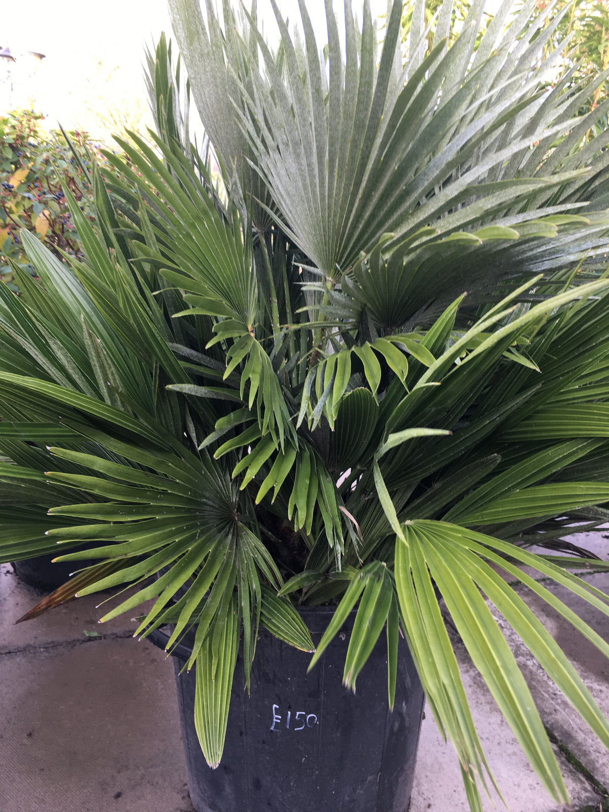 Dwarf Fan Palm