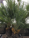 Trachycarpus