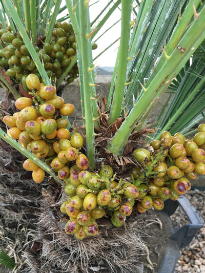 Trachycarpus