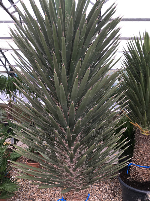 Yucca Big Palm