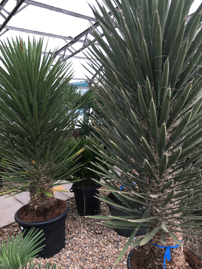Yucca Big Palm