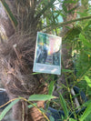 Trachycarpus Fortunel - Elegans