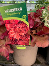 Heuchera- Boysenberry