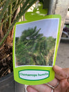 Chamaerops Humilis Palm