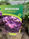 Heuchera- mulberry
