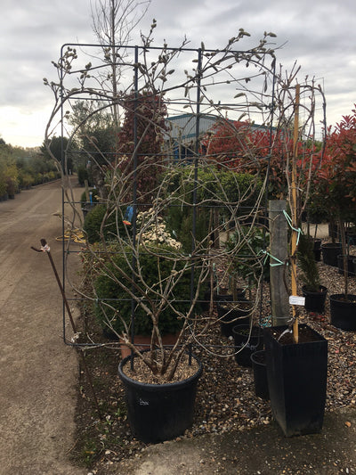 Wisteria Sinensis Espalier - XLarge 180 x 120cm