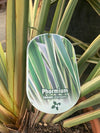 Phormium Tenax Palm