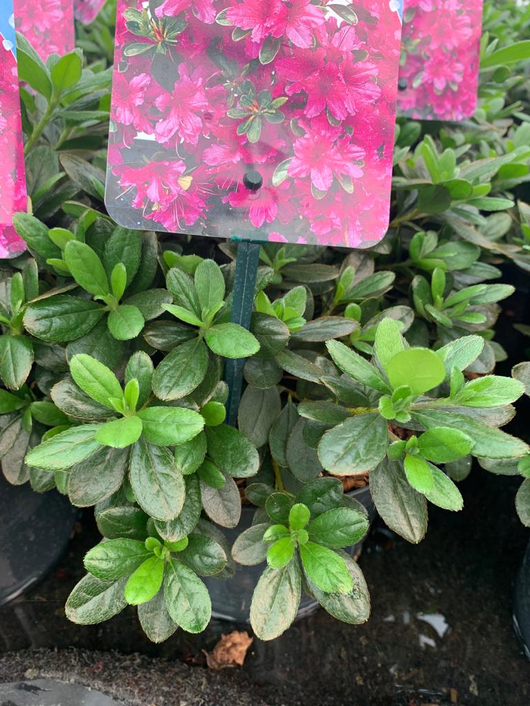 Rhododendron-Geisha Purple