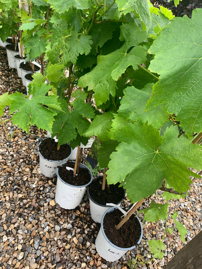 Common grape vine - Vitis Vinifera