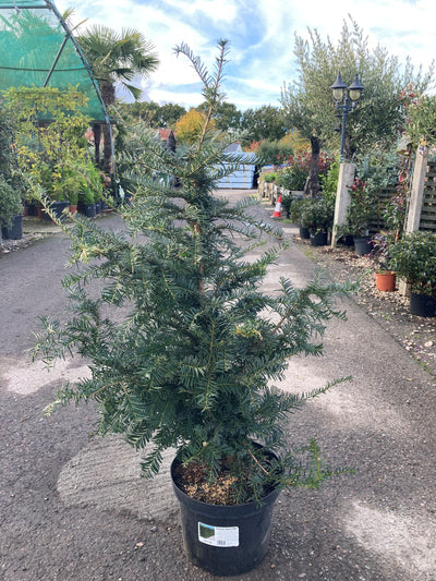 Yew Hedging Plants